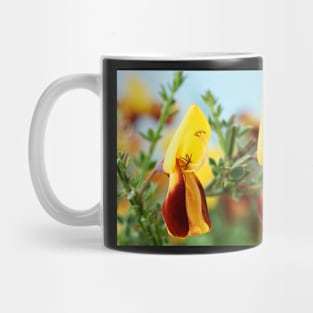 Cytisus scoparius f. andreanus  Broom Mug